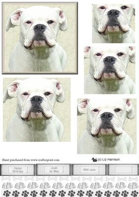 White Boxer Dog Portrait Pyramid