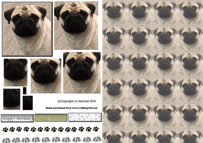 Pug Dog Portrait Pyramid with Background