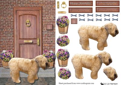 Soft Coaten Wheaten Terrier on a Door Step