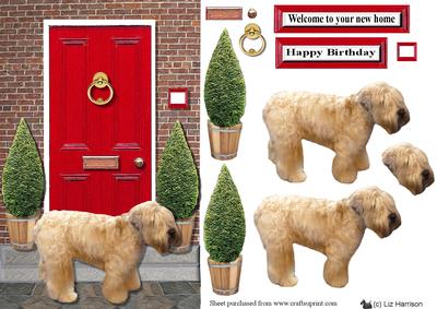 Soft Coaten Wheaten Terrier Red Door