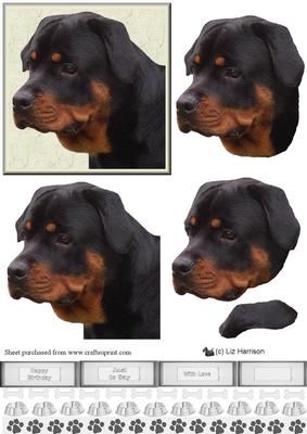 Rottweiler Portrait 3D Decoupage