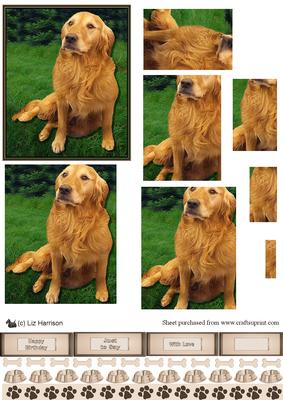 Golden Retriever Scene Pyramid