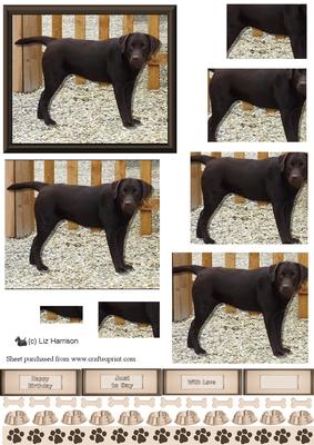 Chocolate Labrador Scene Pyramid