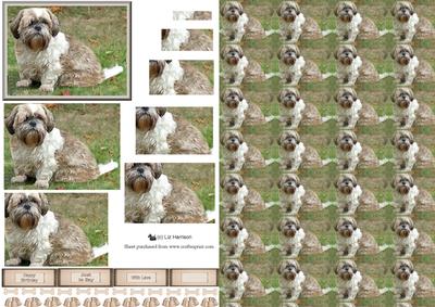Shih Tzu Dog Pyramid with Background