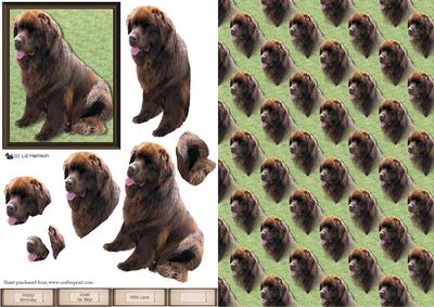 Newfoundland Chocolate Colour 3D Decoupage with Background