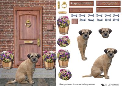 Border Terrier on a Door Step