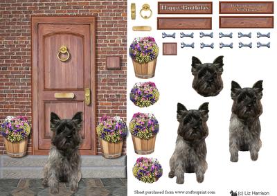 Cairn Terrier,dark, on a Door Step