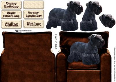 Cesky Terrier in an Arm Chair