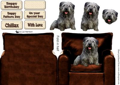 Glen of Imaal Terrier in an Arm Chair