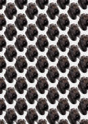 Kerry Blue Terrier Portrait Background