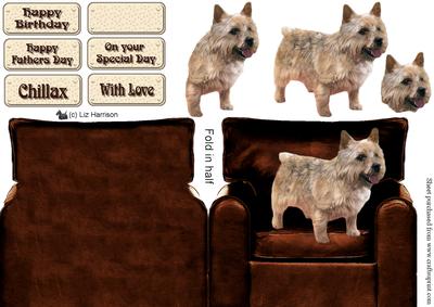 Norwich Terrier in an Arm Chair