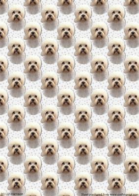 Dandie Dinmont Portrait Background