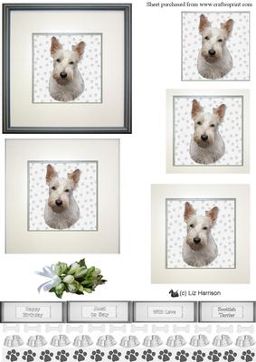 Scottish Terrier,white, Portrait Pyramid