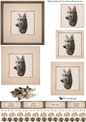 Scottish Terrier , Wheaten, Portrait Pyramid