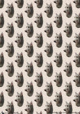 Scottish Terrier, Wheaten,portrait Background
