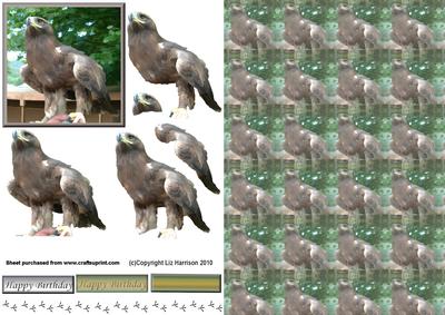 Golden Eagle Portrait 3D Decoupage with Background