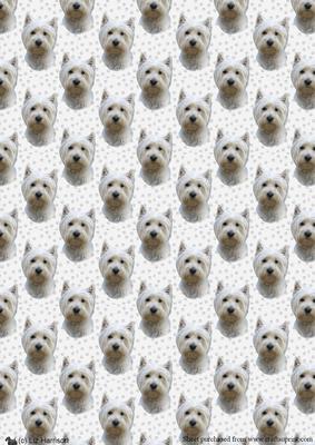 West Highland White Terrier 1 Portrait Background