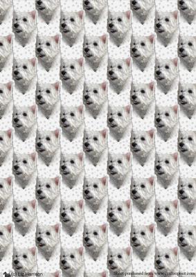 West Highland White Terrier Portrait 2 Background