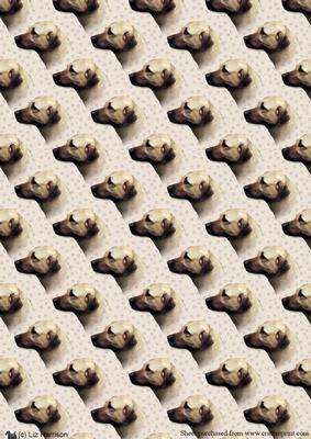 Anatolian Shepherd Dog Portrait Background