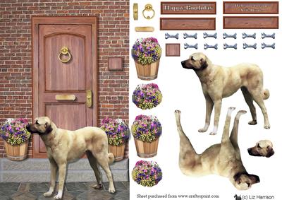 Anatolian Shepherd Dog Door Step Scene
