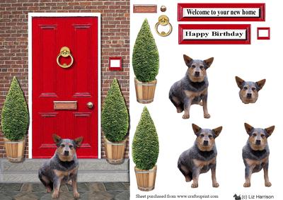 Australian Cattle Dog Red Door Scene