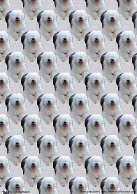 Old English Sheepdog Laid Background Sheet