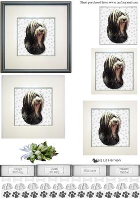 Tibetan Terrier ,black & White, Portrait Pyramid