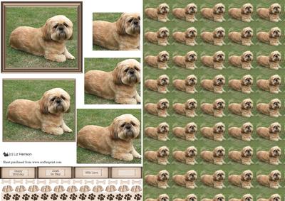 Shih Tzu Scene Pyramid & Background