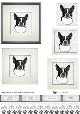 Boston Terrier,black ,portrait Pyramid