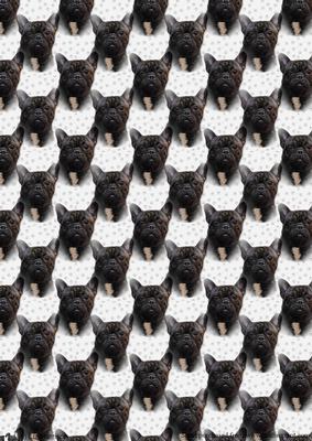 French Bulldog Portrait Background