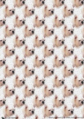 French Bulldog Portrait Background