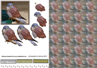 Kestrel 3D Decoupage with Background