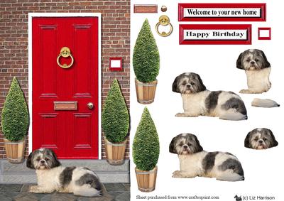 Shih Tzu with a Red Door