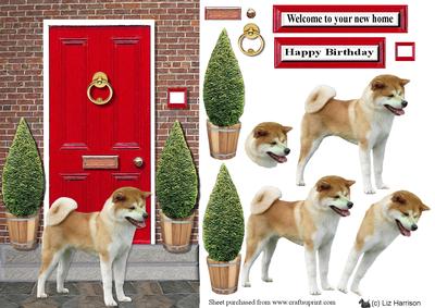 Japanese Akita Inu with a Red Door