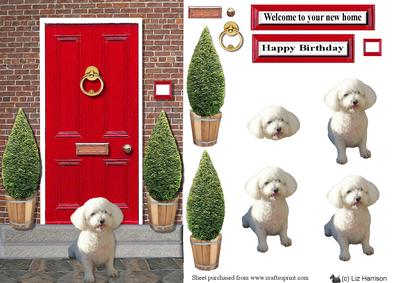 Bichon Frise with a Red Door