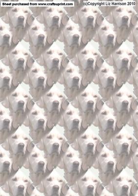 Golden Retriever Portrait Background