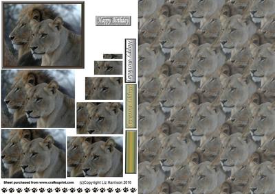 Lion & Lioness Portrait Pyramid with Background