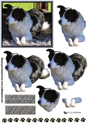 Border Collie 3D Decoupage