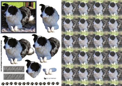 Border Collie 3D Decoupage with Background