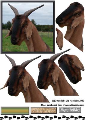 Goat Smiling Portrait 3D Decoupage