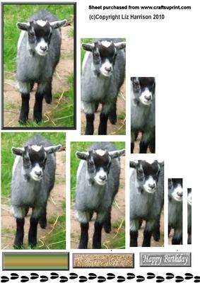 Kid, Baby Goat Pyramid