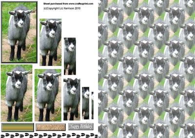 Kid, Baby Goat Pyramid with Background