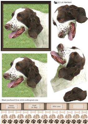 Springer Spaniel Portrait 3D Decoupage