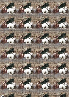 Staffordshire Bull Terrier Trio Background