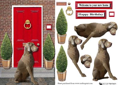 Weimaraner ,sat, Red Door Scene