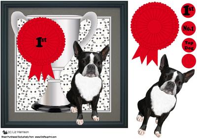 Boston Terrier Trophy and Rosette 8x8 Card
