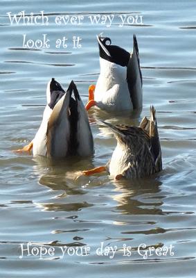 Ducks Swimming Humourous Card