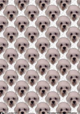 Dandie Dinmont Dog Background