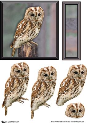 Tawny Owl 3D Decoupage