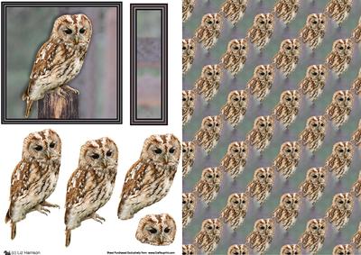 Tawny Owl 3D Decoupage & Background